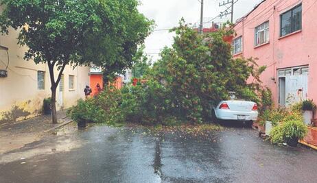 Paso de Grace causa caída de árboles en CDMX