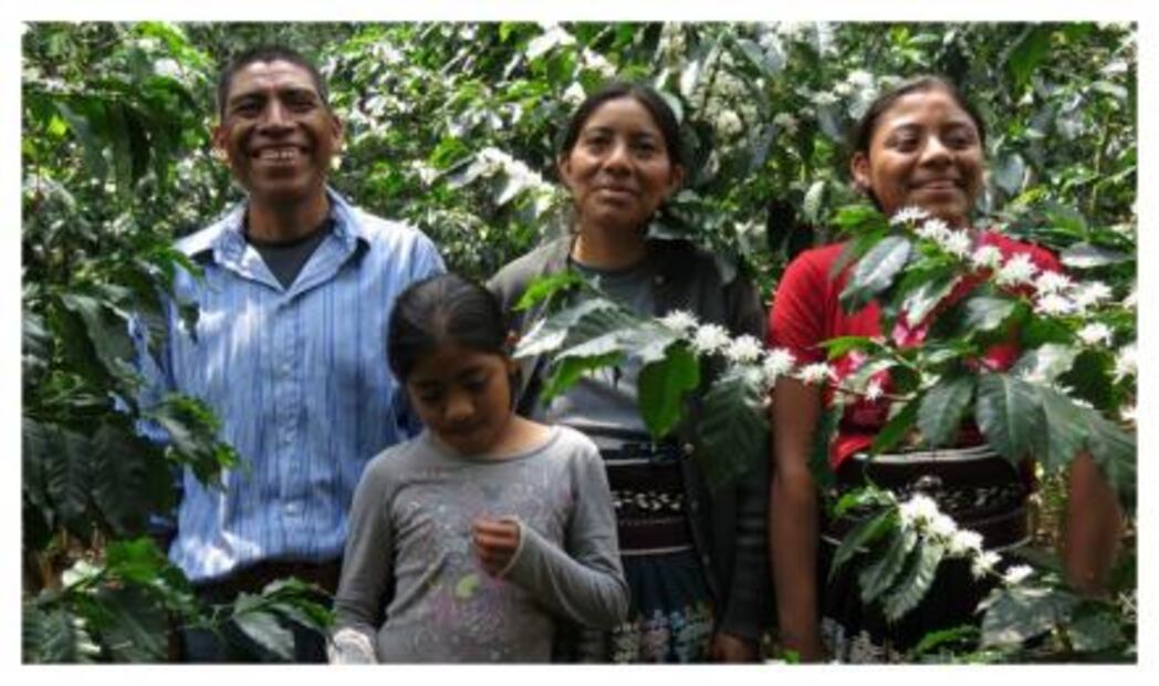 La taza de café perfecta de Noma México