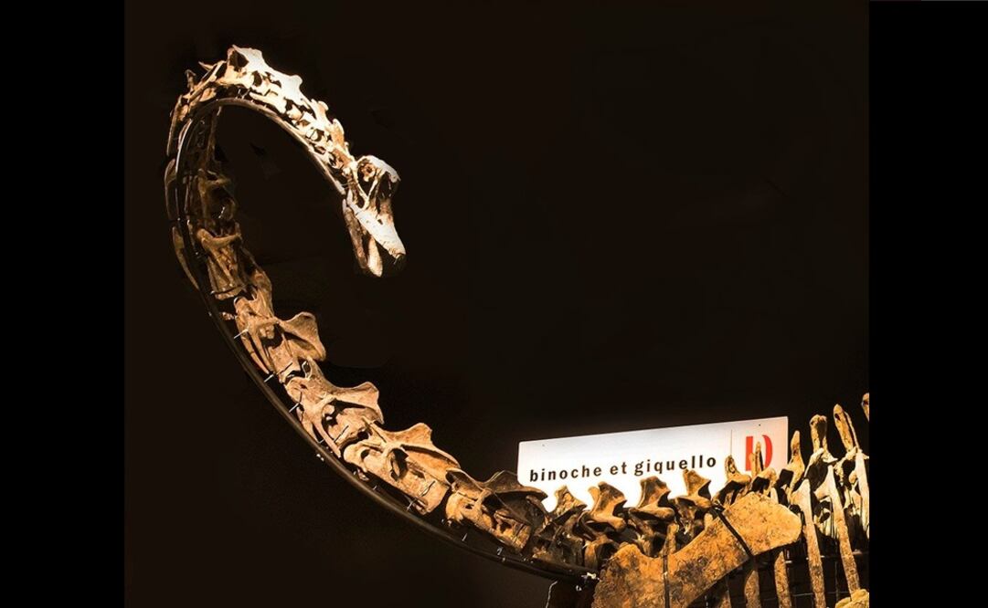 Dos esqueletos de dinosaurios fueron vendidos en una subasta de Drouot. Foto: Twitter / Drouot
