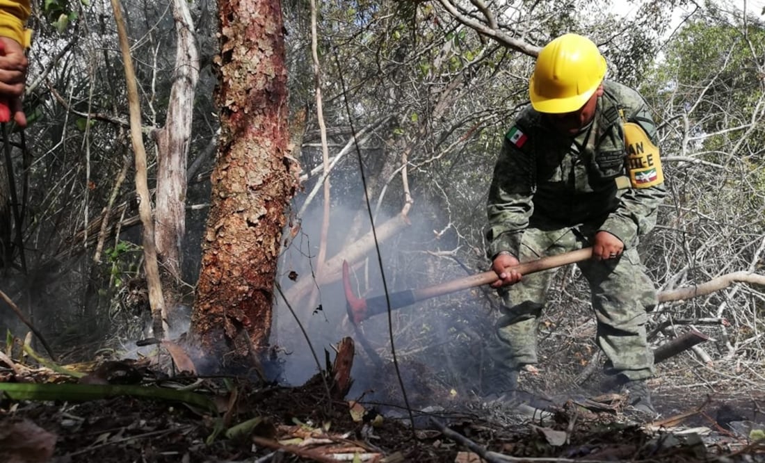 Foto: cortesía Comisión Nacional Forestal