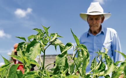 Productividad en el campo crece a niveles mediocres, asegura secretario de agricultura; pide acelerar esfuerzos