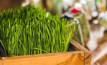 Qué es el pasto de trigo, sus beneficios y cómo consumirlo