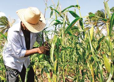 Campesinos de Sinaloa denuncian que Segalmex les debe pago de apoyos para cosecha de maíz