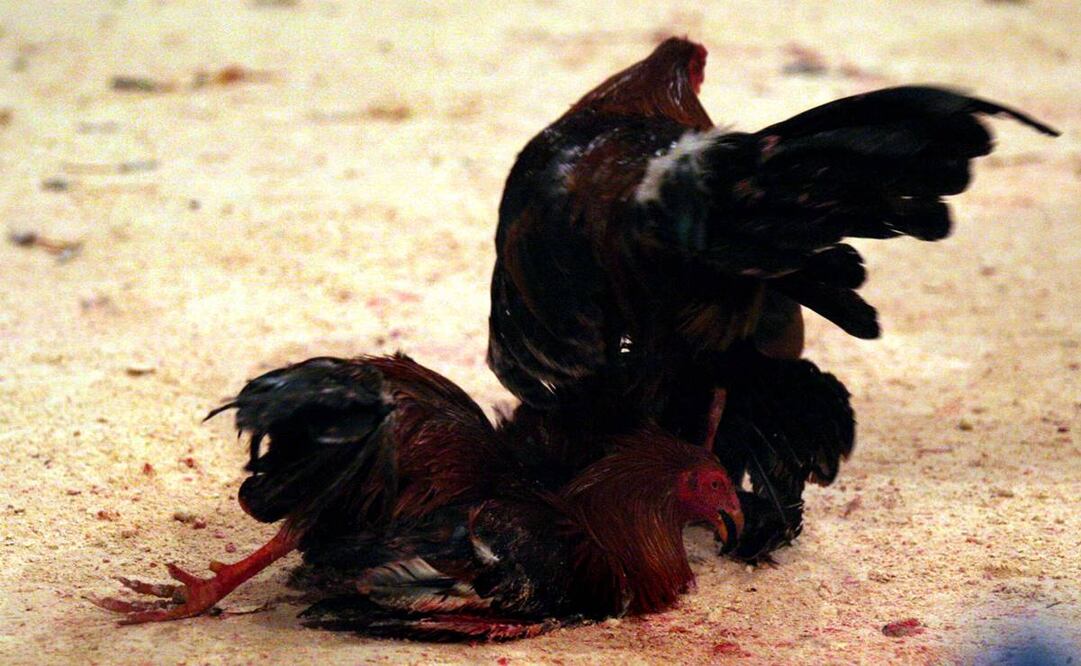 Imagen ilustrativa. Foto: Archivo/ EL UNIVERSAL.