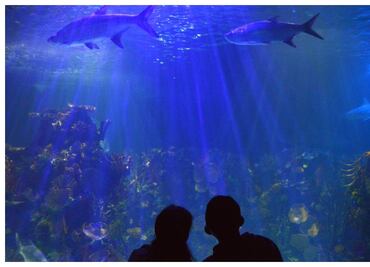 Acuario Inbursa tendrá Noches de Leyendas por el Día de Muertos