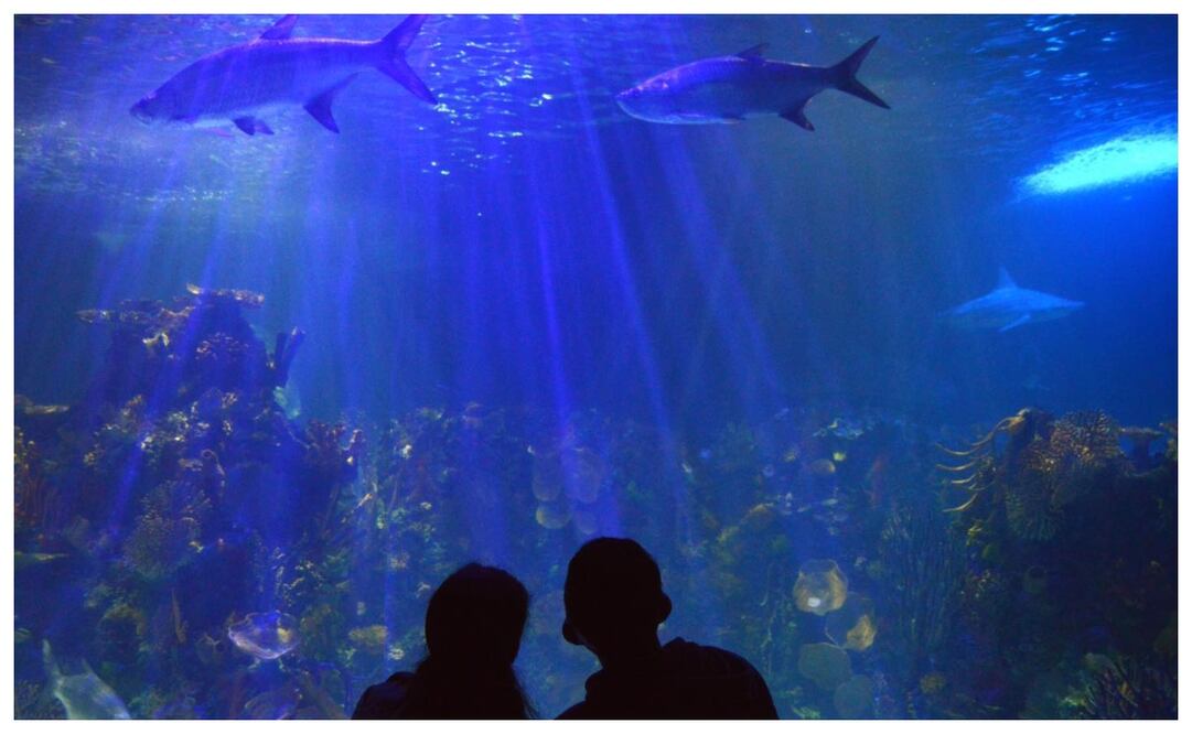 Foto: Facebook Acuario Inbursa