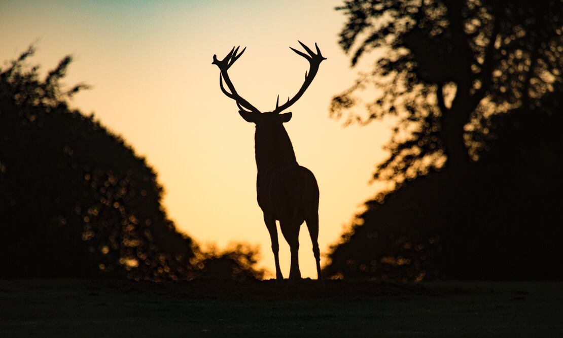 Imagen ilustrativa ciervo. Foto: Unsplash