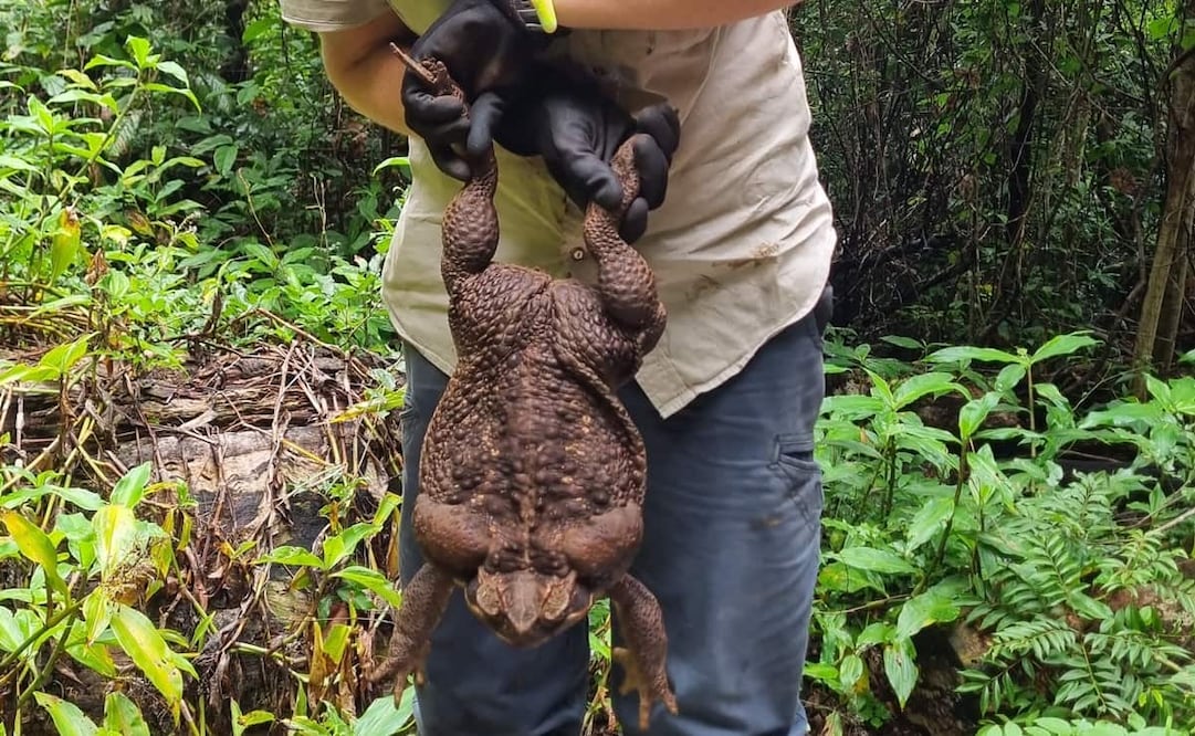 Una guardabosque de un parque en el noreste de Australia encontró un sapo de caña. Foto: EFE