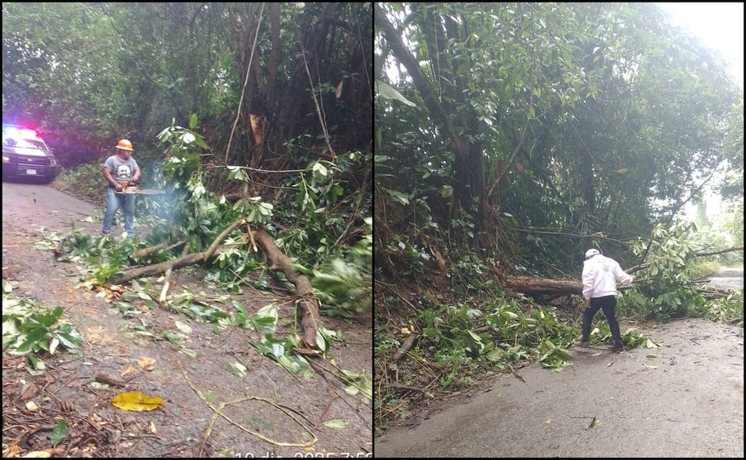 Elementos de Protección Civil Municipal de Sunuapa atendieron la caída de un árbol sobre el tramo carretero Sunuapa - El Espejo. Fotos: @pcivilchiapas