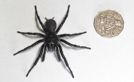 Detectan en Australia el ejemplar más grande de la araña más venenosa del mundo