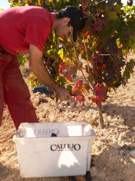 Viñedos Callejo, una visión diferente de Ribera del Duero