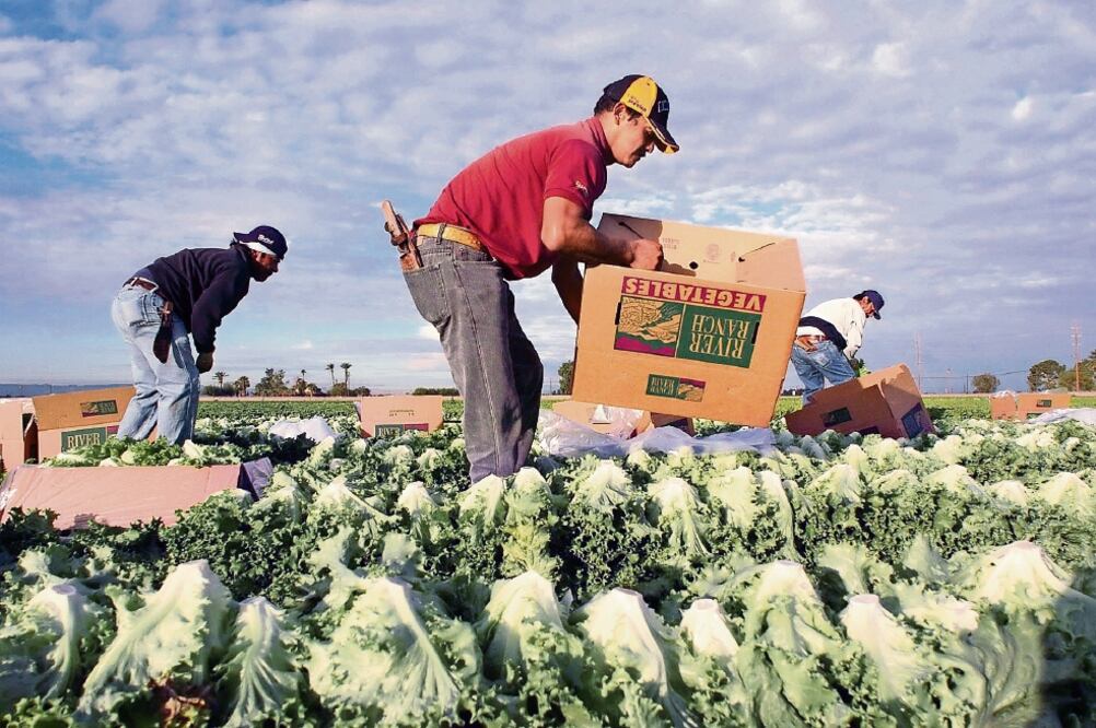 Un informe del Parlamento Europeo sostiene que más de 2 millones de empleos se perdieron en la agricultura de 1995 a 2007 por el TLCAN (ARCHIVO EL UNIVERSAL)