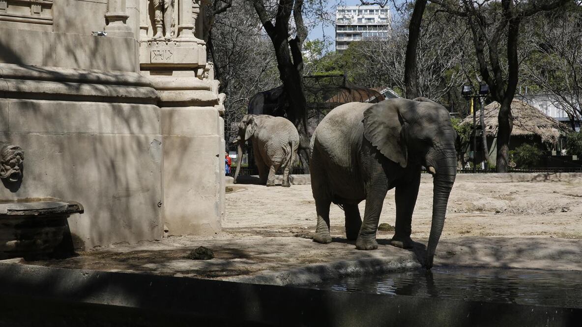Los animales se encuentran en Ecoparque de Argentina (Foto: La Nación - Argentina / GDA)