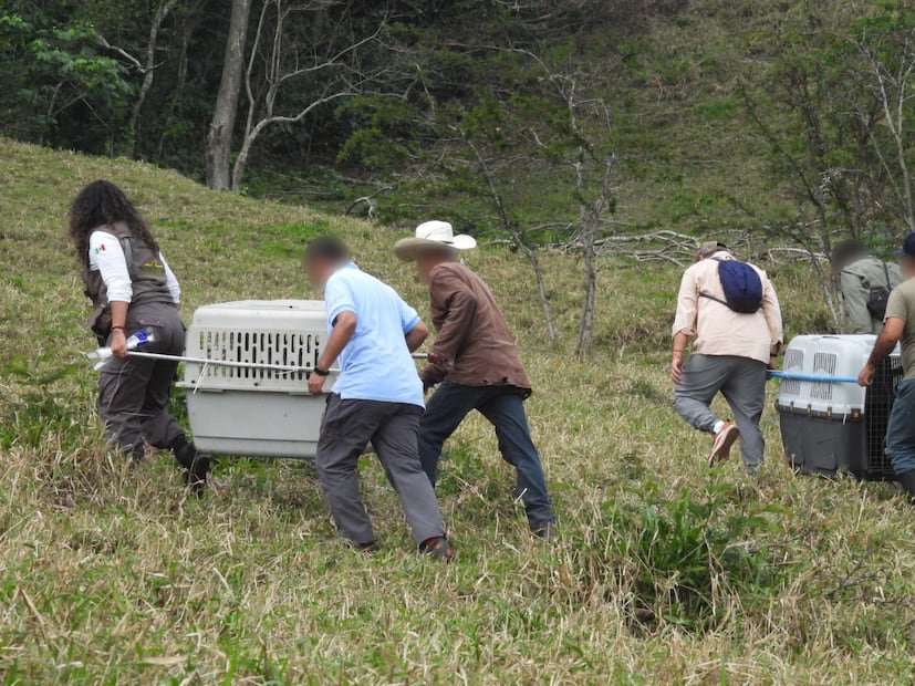 Los primates fueron liberados dentro del Área Natural Protegida Reserva de la Biosfera de los Tuxtlas. (Foto: especial)