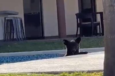 ¡Quién fuera oso! Captan a uno refrescándose en alberca de casa en Monterrey: VIDEO
