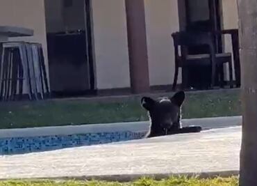 ¡Quién fuera oso! Captan a uno refrescándose en alberca de casa en Monterrey: VIDEO