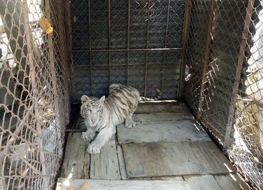 Reubican a felinos en zoológicos de Querétaro y Guanajuato