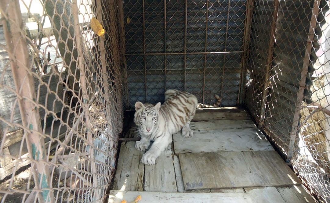 El tigre blanco de seis meses de edad fue llevado al Zoológico de Irapuato. /Especial