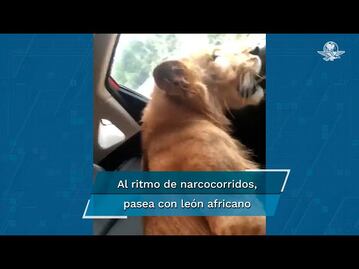 En Chiapas, tzotzil se pasea en camioneta de lujo con león africano de acompañante