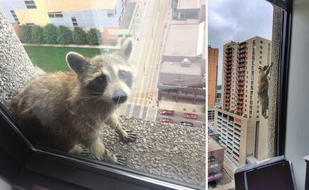 Mapache escala un edificio de 25 pisos en EU y su hazaña se vuelve viral