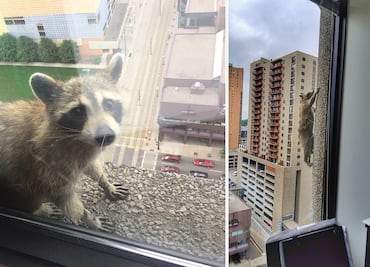 Mapache escala un edificio de 25 pisos en EU y su hazaña se vuelve viral