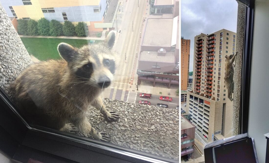 El pequeño mapache, intentando escapar de los empleados, escaló 25 pisos (Fotos: Twitter)