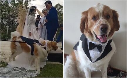 ¡Qué elegancia! Perrito conquista internet con su atuendo para asistir a la boda de sus amos