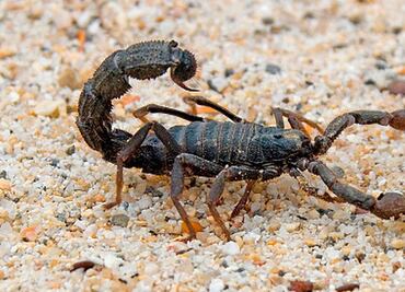 Una mujer fue picada por un escorpión en medio de un vuelo de United Airlines