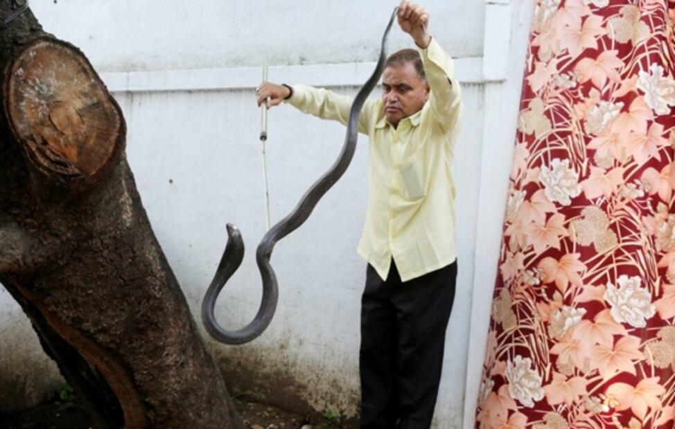 El "hombre serpiente" de la India: ha atrapado más de ¡222 mil reptiles en 30 años!