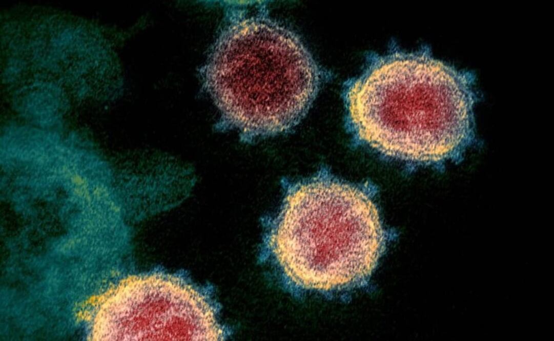 La molécula es también capaz de detectar y reconocer la variante ómicron. Foto: LA NACIÓN