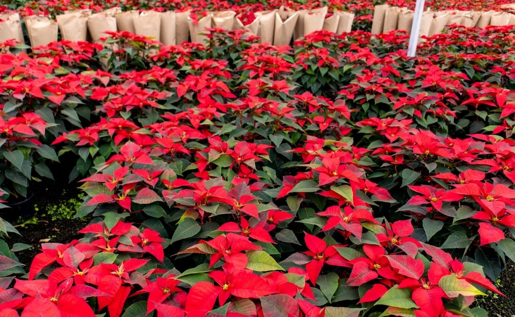 Producción ornamental en Morelos; lidera cultivo de flor de Nochebuena en 2025. Foto: Especial