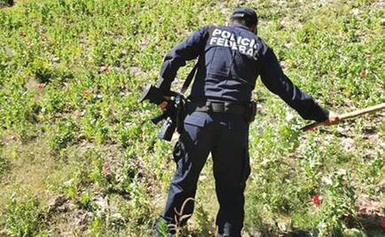 Incineran 37 mil 200 plantas de amapola en Jalisco