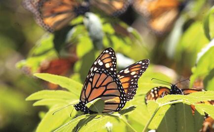 Fermentación orgánica para rescatar la mariposa monarca