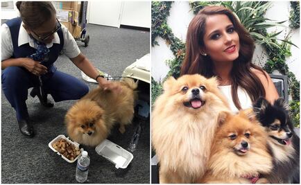 Por error, mandan a "volar" a perro hasta NY