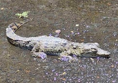 Capturan a cocodrilo que se encontraba en una coladera en calles de Coyoacán; fue canalizado a protección animal para su resguardo