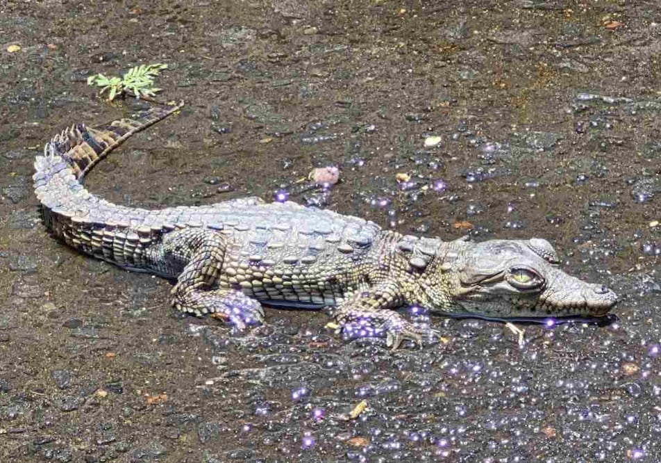 Capturan a un cocodrilo que se encontraba en una coladera en calles de Coyoacán. Foto: Especial
