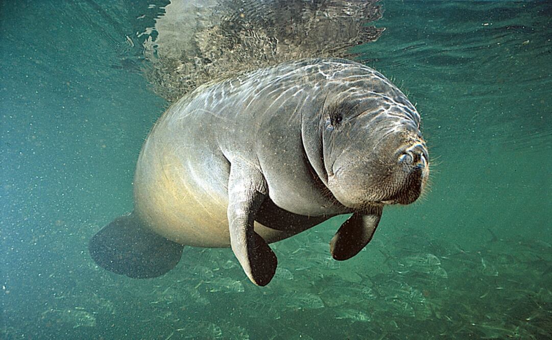 Foto: Archivo/EL UNIVERSAL