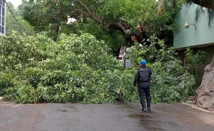 Arranca sustitución de árboles caídos por vientos en Coyoacán