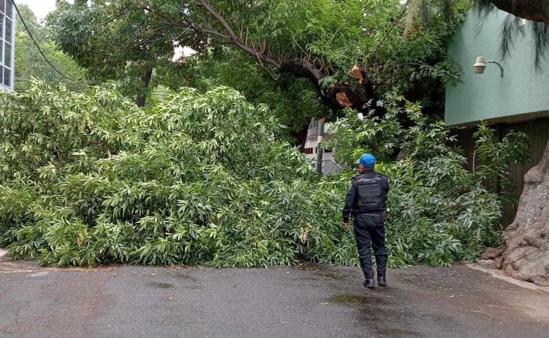 Las personas deben mantenerse alejadas de árboles que se hayan caído, pero sobre todo no exponerse al intentar liberar objetos materiales. Foto: Especial