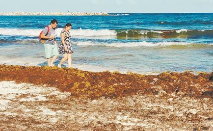 Sargazo podría utilizarse para producción de hongos comestibles 