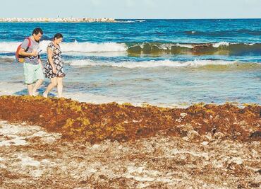 Sargazo podría utilizarse para producción de hongos comestibles