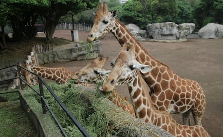 Verde Ecologista de México va por prohibir exhibir animales en zoológicos