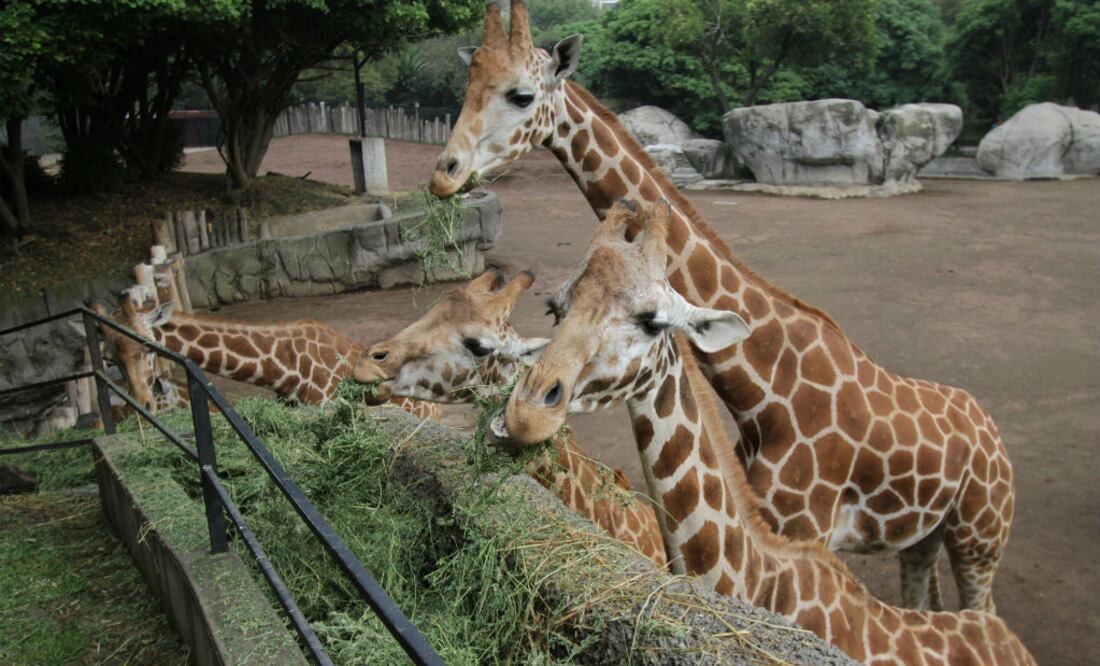 En el caso específico de los zoos de la CDMX, se registró la muerte de dos mil 883 animales en 2016, según la diputada Alessandra Rojo de la Vega. FOTO: EL UNIVERSAL