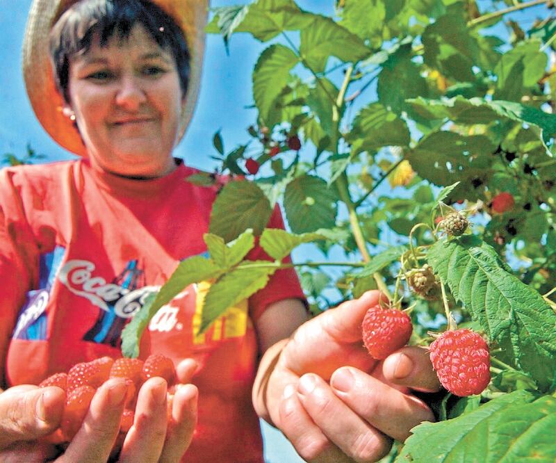 Aumentar producción. La implementación de tecnología en campos oaxaqueños de berries detonará divisas, producción y empleos: Seder. ARCHIVO EL UNIVERSAL