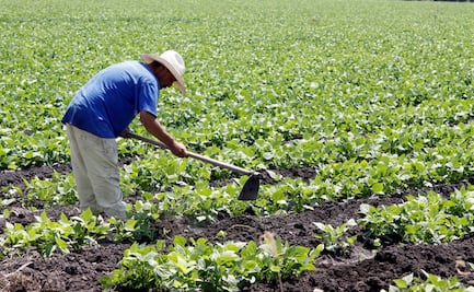 Debilidad del campo en 2022 complica plan contra inflación