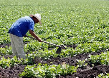 Debilidad del campo en 2022 complica plan contra inflación