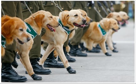 Te decimos dónde y cómo donar botitas para los perros rescatistas