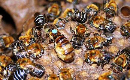 Con miel de melipona, científicos buscan sustituir envoltorios de plástico para alimentos