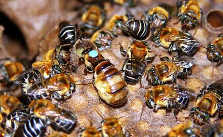 Con miel de melipona, científicos buscan sustituir envoltorios de plástico para alimentos