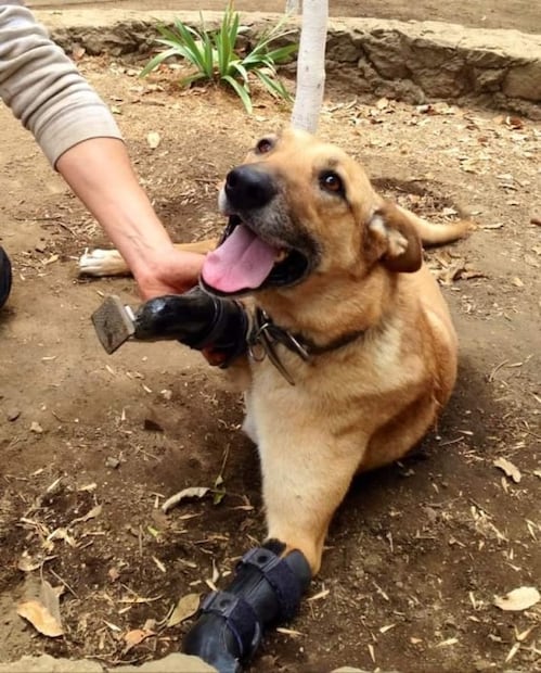 Pay de Limón, el perrito mexicano mutilado por el narco, nominado a la "mejor mascota de Estados Unidos"